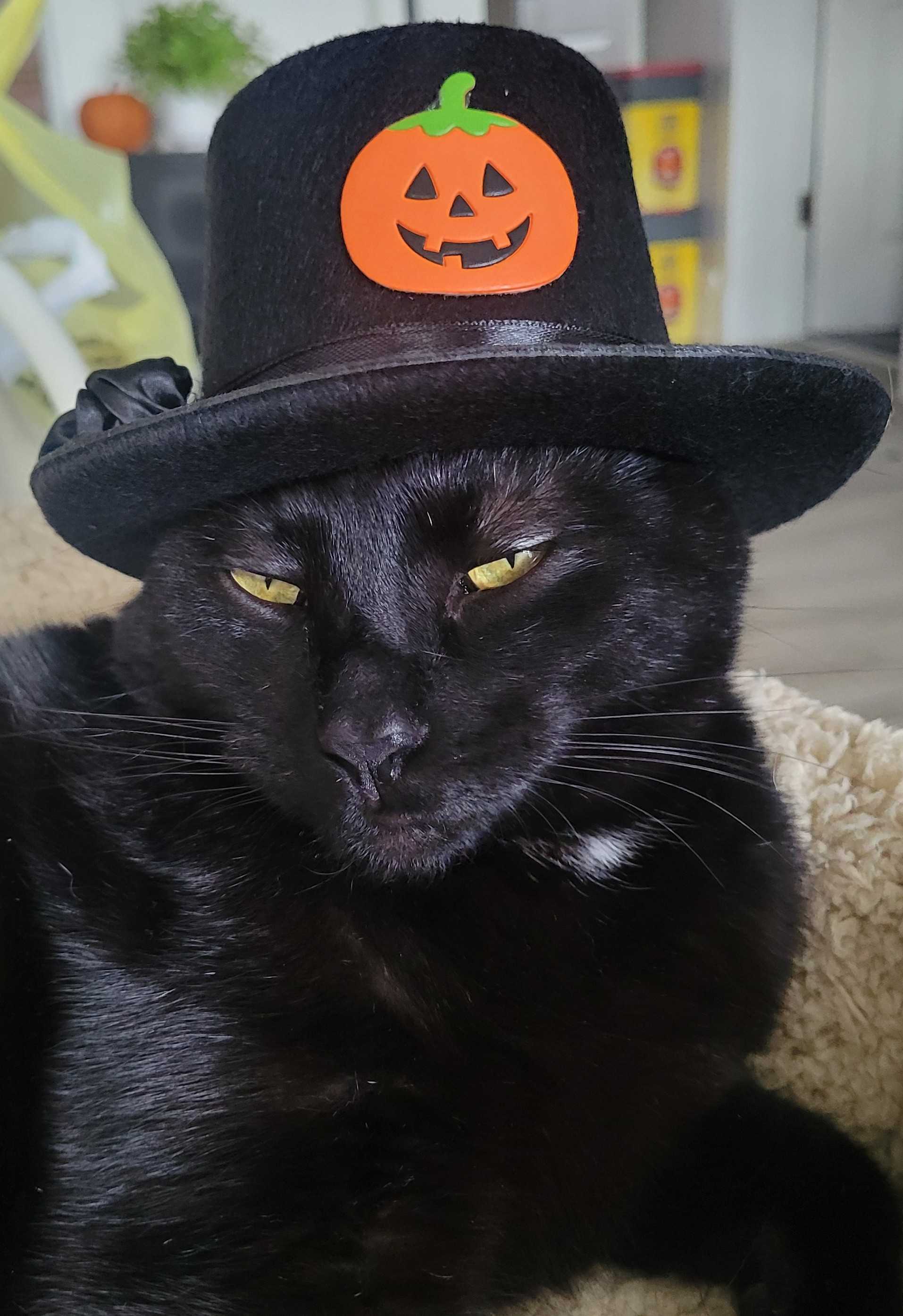 Cat in Pumpkin hat