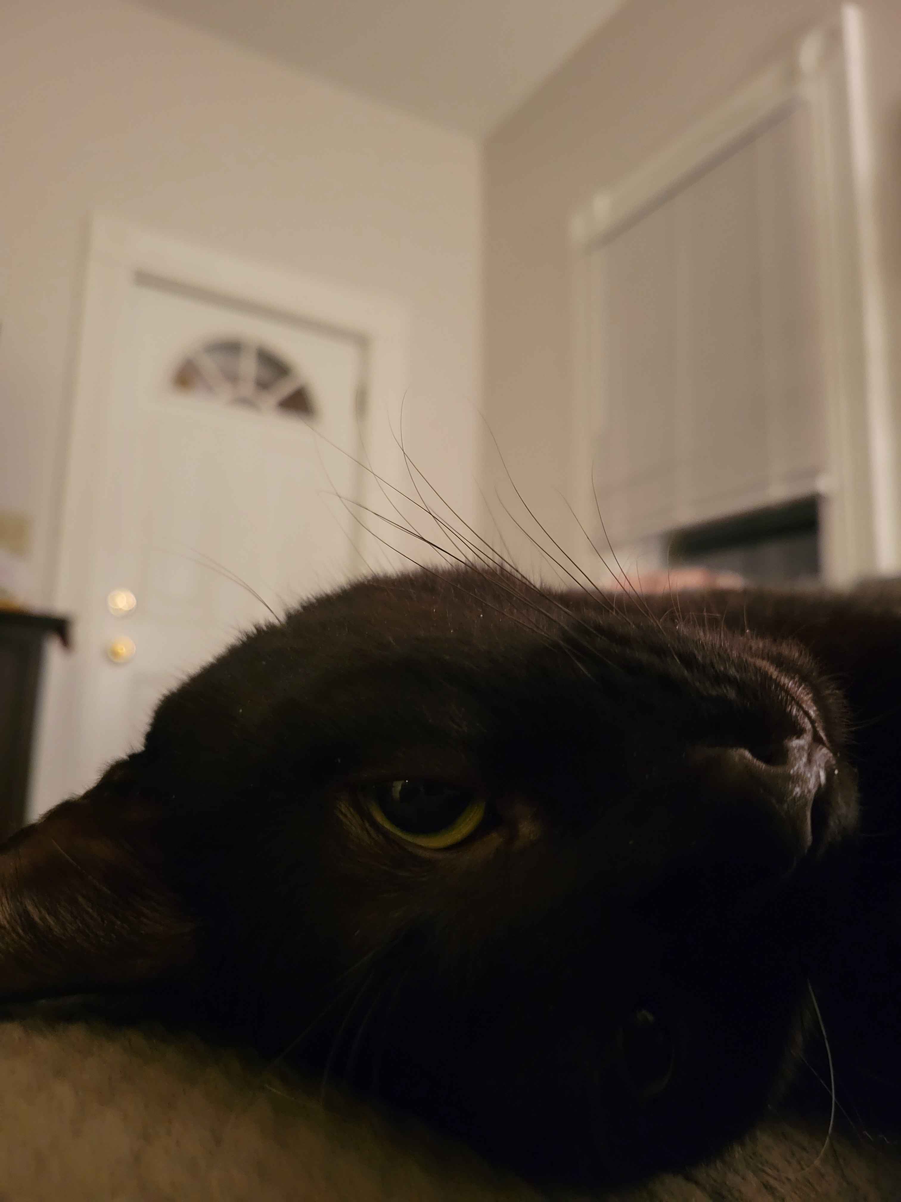 Cat looking very cute